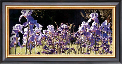Garden Of Light by Sigi Loew Pricing Limited Edition Print image