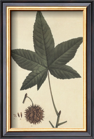 Sweet Gum by Francois A. Michaux Pricing Limited Edition Print image