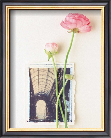 Peony, Euro-Floral by Dorothy Gaubert Pyle Pricing Limited Edition Print image
