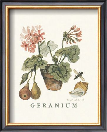 Geraniums by Victoria Morland Pricing Limited Edition Print image