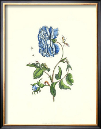 Garden Treasures V by Maria Sibylla Merian Pricing Limited Edition Print image