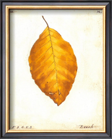 Beech Leaf by Meg Page Pricing Limited Edition Print image