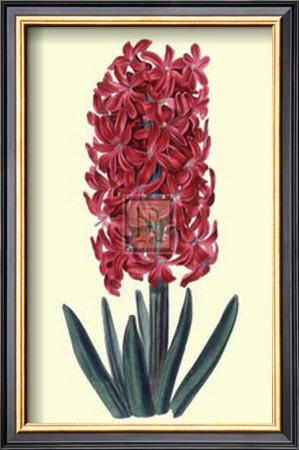 Cochineal Hyancith by Robert Sweet Pricing Limited Edition Print image