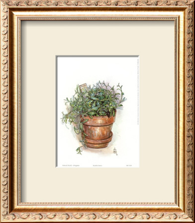 Potted Herbs, Oregano by Julia Crainer Pricing Limited Edition Print image