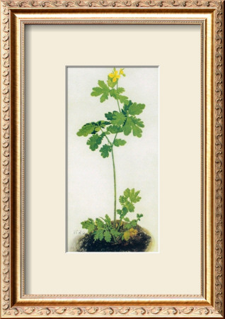 Greater Celandine by Albrecht Dürer Pricing Limited Edition Print image