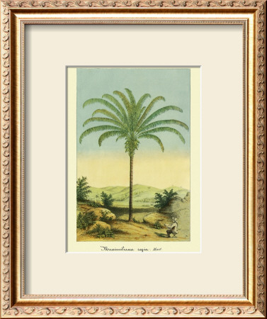 Maximiliana Palm by Ch. Lemaire Pricing Limited Edition Print image