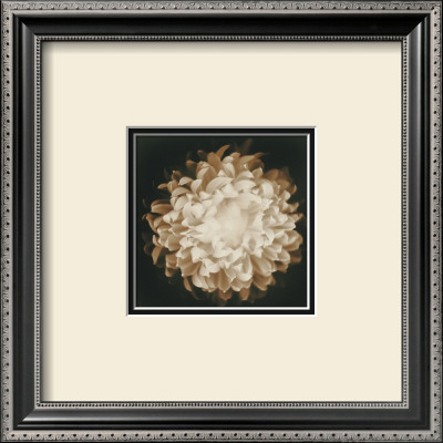 Chrysanthemum by Melissa Springer Pricing Limited Edition Print image