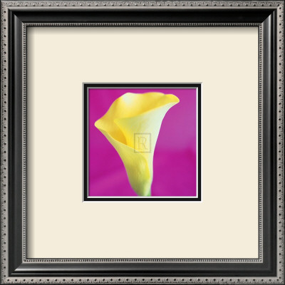 Lily Bloom Viii by Bill Philip Pricing Limited Edition Print image