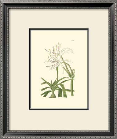 Curtis Floral Iii by Samuel Curtis Pricing Limited Edition Print image