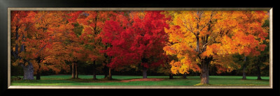 Maple Trees In Autumn, White Mountains, New Hampshire by Tom Mackie Pricing Limited Edition Print image