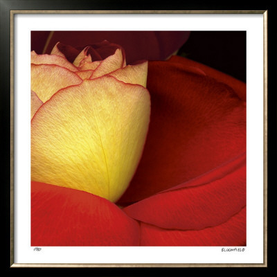 Red Rose by Pip Bloomfield Pricing Limited Edition Print image