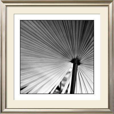 Palm Feature Iii by Studio El Collection Pricing Limited Edition Print image