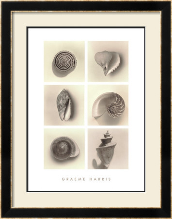 Shell Composition by Graeme Harris Pricing Limited Edition Print image