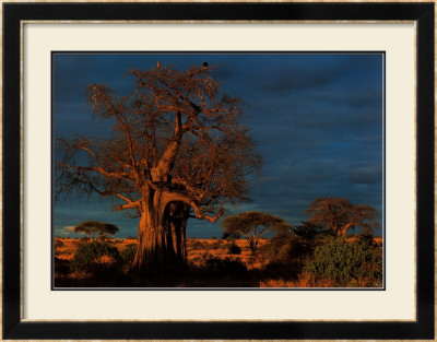 Tanzania by Francois Savigny Pricing Limited Edition Print image