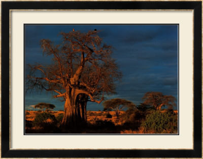 Tanzania by François Savigny Pricing Limited Edition Print image