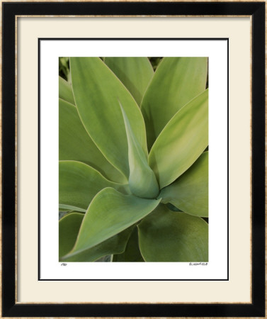 Agave by Pip Bloomfield Pricing Limited Edition Print image