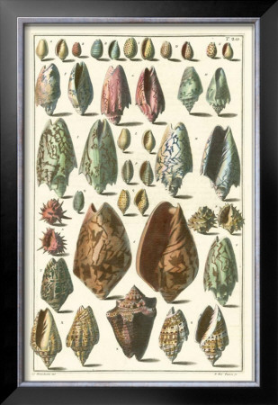 Seba Shell Collection I by Albertus Seba Pricing Limited Edition Print image