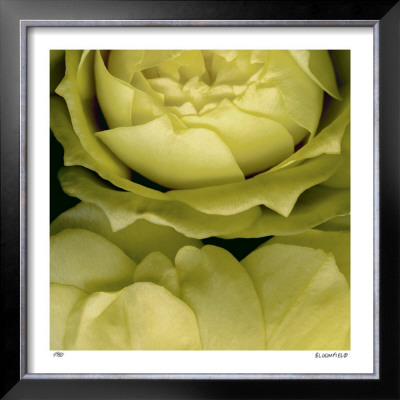 Buzzy’S Roses by Pip Bloomfield Pricing Limited Edition Print image