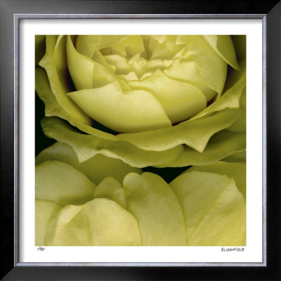 Buzzy's Roses by Pip Bloomfield Pricing Limited Edition Print image