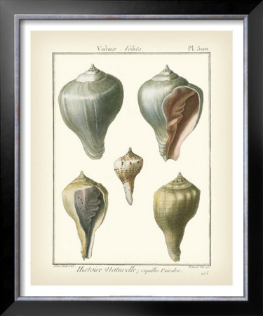 Volute Shells, Pl.390 by Denis Diderot Pricing Limited Edition Print image