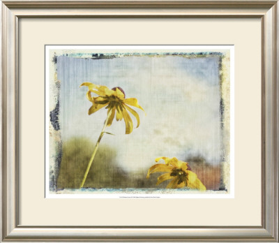 Blackeyes Susans Ii by Meghan Mcsweeney Pricing Limited Edition Print image