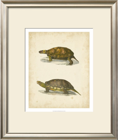 Turtle Duo I by J.W. Hill Pricing Limited Edition Print image