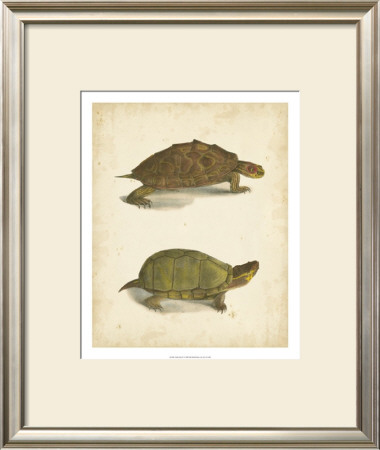 Turtle Duo Iv by J.W. Hill Pricing Limited Edition Print image