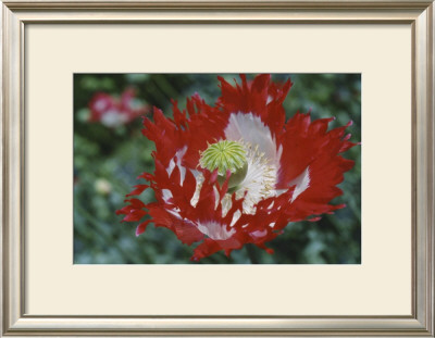 Raglin Red Poppy by Meg Mccomb Pricing Limited Edition Print image