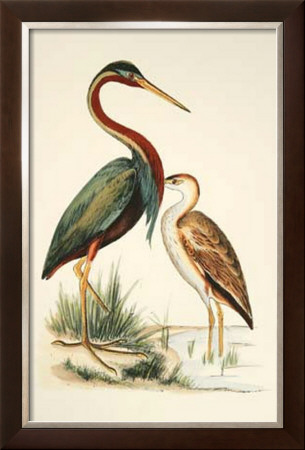 Water Birds Iii by H. L. Meyer Pricing Limited Edition Print image