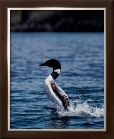 Female Loon by John Pezzenti Jr Pricing Limited Edition Print image