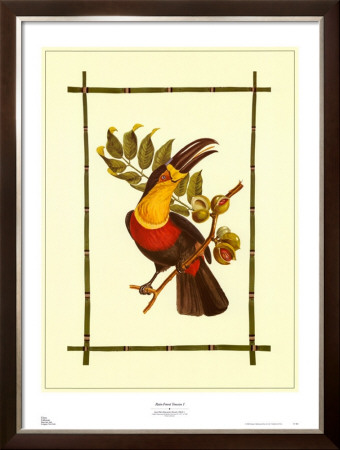 Rain Forest Toucan I by Jean-Theodore Descourtiz Pricing Limited Edition Print image