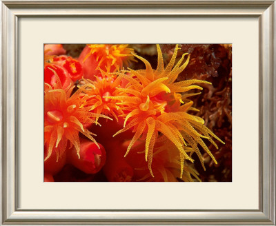 Orange Anemone, Ito Sea by Charles Glover Pricing Limited Edition Print image