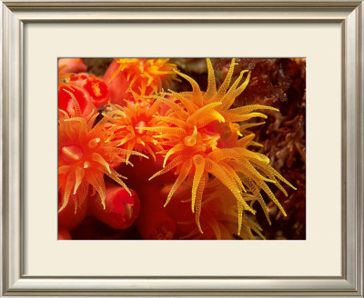 Orange Anemone, Ito Sea by Charles Glover Pricing Limited Edition Print image
