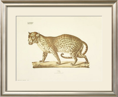 Leopard by Georg August Goldfuss Pricing Limited Edition Print image