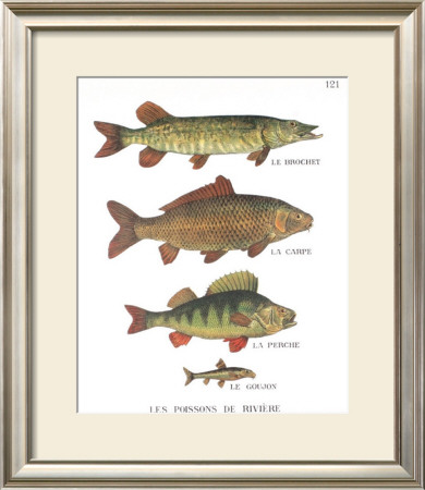 River Fish Teaching Chart by Deyrolle Pricing Limited Edition Print image