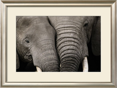 Calin D'elephants by Michel & Christine Denis-Huot Pricing Limited Edition Print image