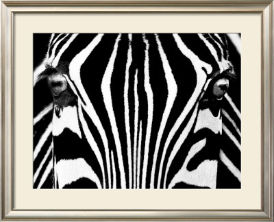 Black & White I (Zebra) by Rocco Sette Pricing Limited Edition Print image