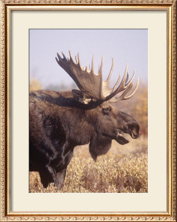 Moose Closeup by Ken Archer Pricing Limited Edition Print image