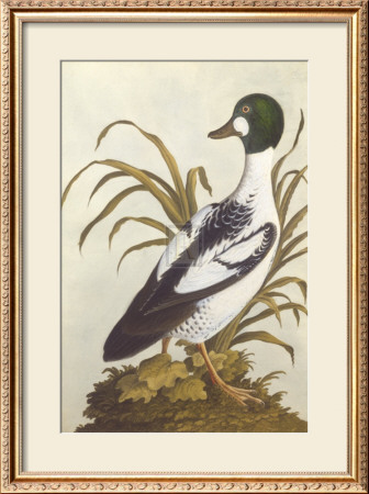 Silesian Birds I by Anonymous Pricing Limited Edition Print image