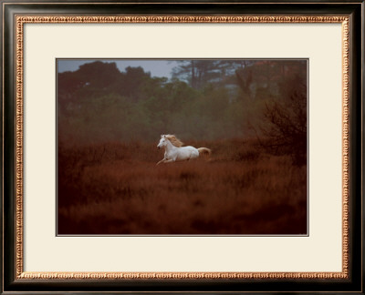 Equus, Camargue, France by Hans Silvester Pricing Limited Edition Print image