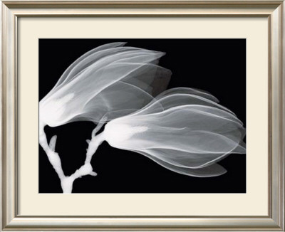 Magnolia Ii by Hong Pham Pricing Limited Edition Print image