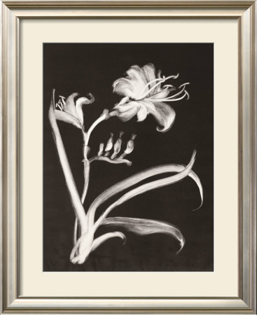 Midnight Lilies by Nolan Winkler Pricing Limited Edition Print image