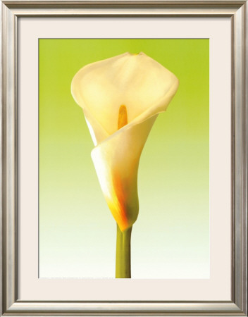 Green Callas Trilogy Ii by Inka Vogel Pricing Limited Edition Print image