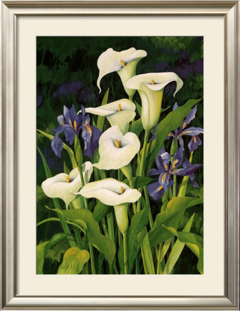 Calla Lily by Franz Heigl Pricing Limited Edition Print image