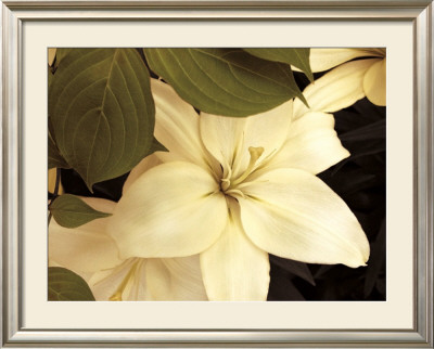 Lily And Leaves by Rebecca Swanson Pricing Limited Edition Print image