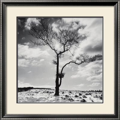 Lone Tree No. 2, Peak District, England by Dave Butcher Pricing Limited Edition Print image