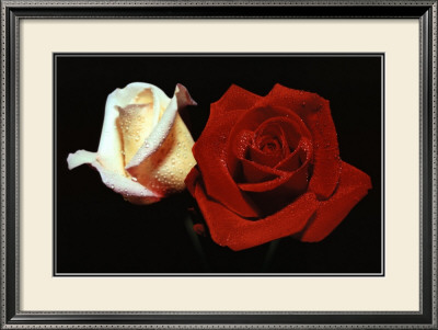 Red And White Roses by Mina Selis Pricing Limited Edition Print image
