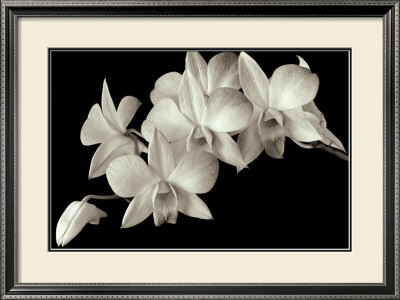 Orchid Ii by Ahmed Sirry Pricing Limited Edition Print image