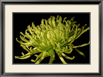 Fuji Mum Ii by Renee Stramel Pricing Limited Edition Print image