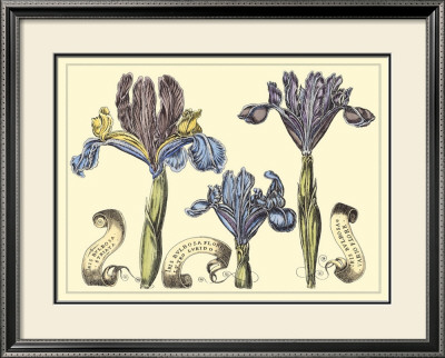 Iris In Bloom Ii by Langlois Pricing Limited Edition Print image